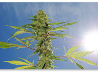 Увеличивает ли ультрафиолет психоактивность конопли?