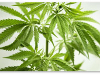 США: Чем легальнее марихуана, тем меньше она привлекает подростков