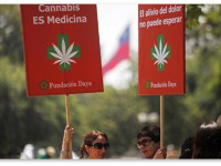 Чили: Матери ведут борьбу за легализацию медицинской марихуаны