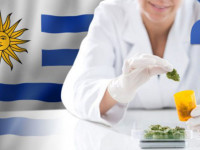 Уругвай вновь откладывает начало продаж марихуаны
