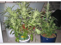 Почва или гидропоника: Разбираем плюсы и минусы