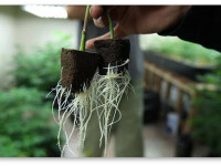 Веганские удобрения и стимуляторы от компании OG Tea