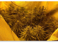 Индорный гровинг и вентиляция бокса Индорный гровинг и вентиляция бокса