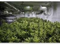 Как совместить канальную вентиляцию и генератор CO2 в одном гроубоксе