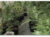 Как справиться с гусеницами