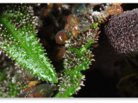 Помогите! На моей конопле - корневая тля!