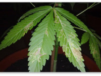 Вопросы и ответы: Гусеницы-минеры, живущие внутри листьев