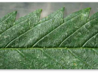 Вредители конопли: Трипсы