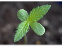 О всхожести семян и первых днях жизни ростка