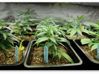 Как отобрать лучший фенотип из семян