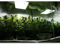 Лампы для вегетативной стадии и стадии цветения