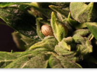 Как создаются семена устойчивого сорта