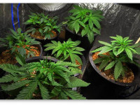 Выращивание конопли в гроутенте (палатке)