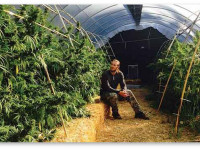 Секреты варащивания конопли в теплицах с затемнением