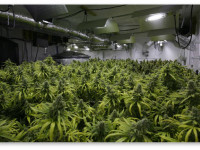 Какая самая подходящая температура для выращивания марихуаны?