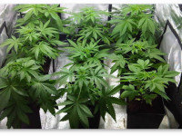 21 совет по выращиванию конопли в закрытом грунте