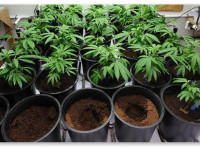 Проращивание семян конопли в минвате и высадка ростков в почву