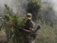 США: Почему конопля до сих пор незаконна