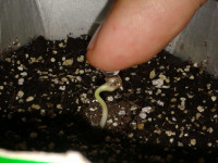 Скорлупка не снимается. Что делать?