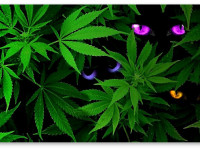 Исследование: Как именно марихуана вызывает паранойю Исследование: Как именно марихуана вызывает паранойю