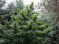 Выращиваем на органической суперпочве, или Просто добавь воды!