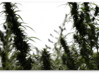 Россия: В Бурятии подросток, собиравший коноплю, замерз по дороге домой