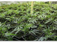 Что и зачем добавлять в почву для конопли?