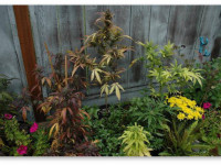 Листья желтеют во время пролива. Нормально ли это?